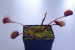 Dionaea muscipula ROYAL RED