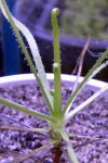 Drosophyllum lusitanicum