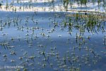 Grzybia_Dabrowa_2017_06_15-18_903.JPG
