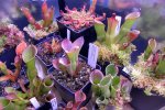 Heliamphora - kliknij aby zobaczyć zdjęcie. Heliamphora