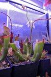 Heliamphora collina (Foothills Testigos) - kliknij aby zobaczyć zdjęcie. Heliamphora collina (Foothills Testigos)
