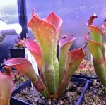 Heliamphora exappendiculata (Amuri Tepui) - kliknij aby zobaczyć zdjęcie. Heliamphora exappendiculata (Amuri Tepui)