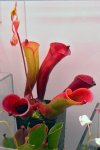 Heliamphora folliculata (Aparaman Tepui, Venezuela) - kliknij aby zobaczyć zdjęcie. Heliamphora folliculata (Aparaman Tepui, Venezuela)