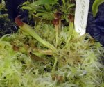 Heliamphora ionasii - kliknij aby zobaczyć zdjęcie. Heliamphora ionasii