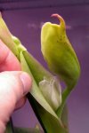 Heliamphora tatei var. tatei (Cerro Duida)