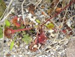 Drosera rotundifolia Jezioro Kuchenek
