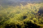 Fontinalis antipyretica - Mały Staw