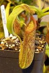 Nepenthes maxima Lake Poso
