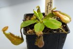Nepenthes robcantleyi x hamata