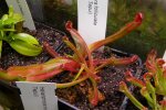 Heliamphora folliculata (Aparaman Tepui) - kliknij aby zobaczyć zdjęcie. Heliamphora folliculata (Aparaman Tepui)