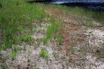 Drosera intermedia, Jezioro Sosnówek