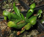 Darlingtonia_californica_28+.jpg
