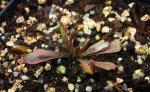 Dionaea muscipula Red_dragon - z sadzonki liściowej