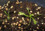 Drosera capensis Albino - sadzonki z liścia w wodzie