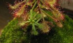 Drosera_madagascariensis_04.jpg