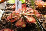 Drosera oblanceolata (Drosera sp Lantau Island)