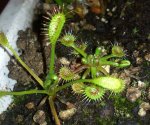 Drosera x obovata i Drosera rotundifolia