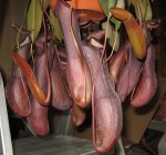 Nepenthes__Ventrata__05.jpg