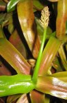 Nepenthes ventricosa - kwiat