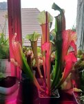 Sarracenia___Eva__09.jpg