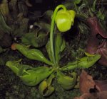Sarracenia purpurea ssp. venosa f. pallidiflora - kwiat