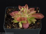 thumb_DSCF0384-pinguicula-bcp-crystal.jpg