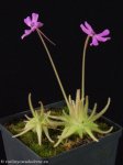 thumb_DSCF0387-pinguicula-gypsicola.jpg