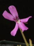 thumb_DSCF0389-pinguicula-gypsicola.jpg