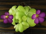 thumb_DSCF0393-pinguicula-cyclosecta-agnata.jpg