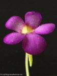 thumb_DSCF0396-pinguicula-cyclosecta-agnata.jpg
