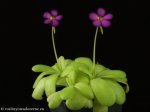 thumb_DSCF0397-pinguicula-cyclosecta-agnata.jpg