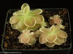 thumb_DSCF0398-pinguicula-ehlersiae-victoria.jpg