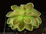 thumb_DSCF0399-pinguicula-florian.jpg
