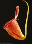 thumb_DSCF0400-nepenthes-ampullaria-harlequin.jpg