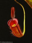 thumb_DSCF0401-nepenthes-ampullaria-harlequin.jpg
