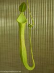 thumb_DSCF0404-nepenthes-reinwardtiana.jpg