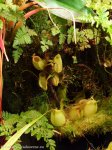 thumb_DSCF0411-nepenthes-ampullaria-green.jpg