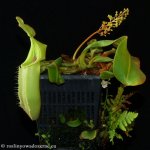 thumb_DSCF0442-nepenthes-veitchii.jpg