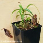 thumb_DSCF7910-nepenthes-singalana-aristolochioides.jpg