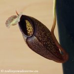 thumb_DSCF7912-nepenthes-singalana-aristolochioides.jpg