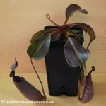 thumb_DSCF7914-nepenthes-fusca-robcantleyi.jpg