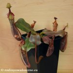 thumb_DSCF7916-nepenthes-veitchii-maxima.jpg