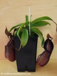 thumb_DSCF7917-nepenthes-spathulata-hamata.jpg