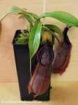thumb_DSCF7918-nepenthes-spathulata-hamata.jpg