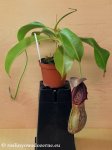 thumb_DSCF7919-nepenthes-spathulata-boschiana.jpg