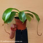thumb_DSCF7920-nepenthes-ventricosa-truncata.jpg