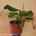 thumb_DSCF7921-nepenthes-campanulata-maxima.jpg