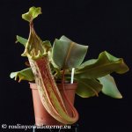 thumb_DSCF8143-nepenthes-veitchii-platychila.jpg