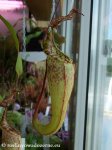 thumb_DSCF8185-nepenthes-maxima-tentena.jpg