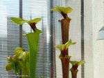 thumb_DSCF8321-sarracenia-rugelii-rubricorpora.jpg
